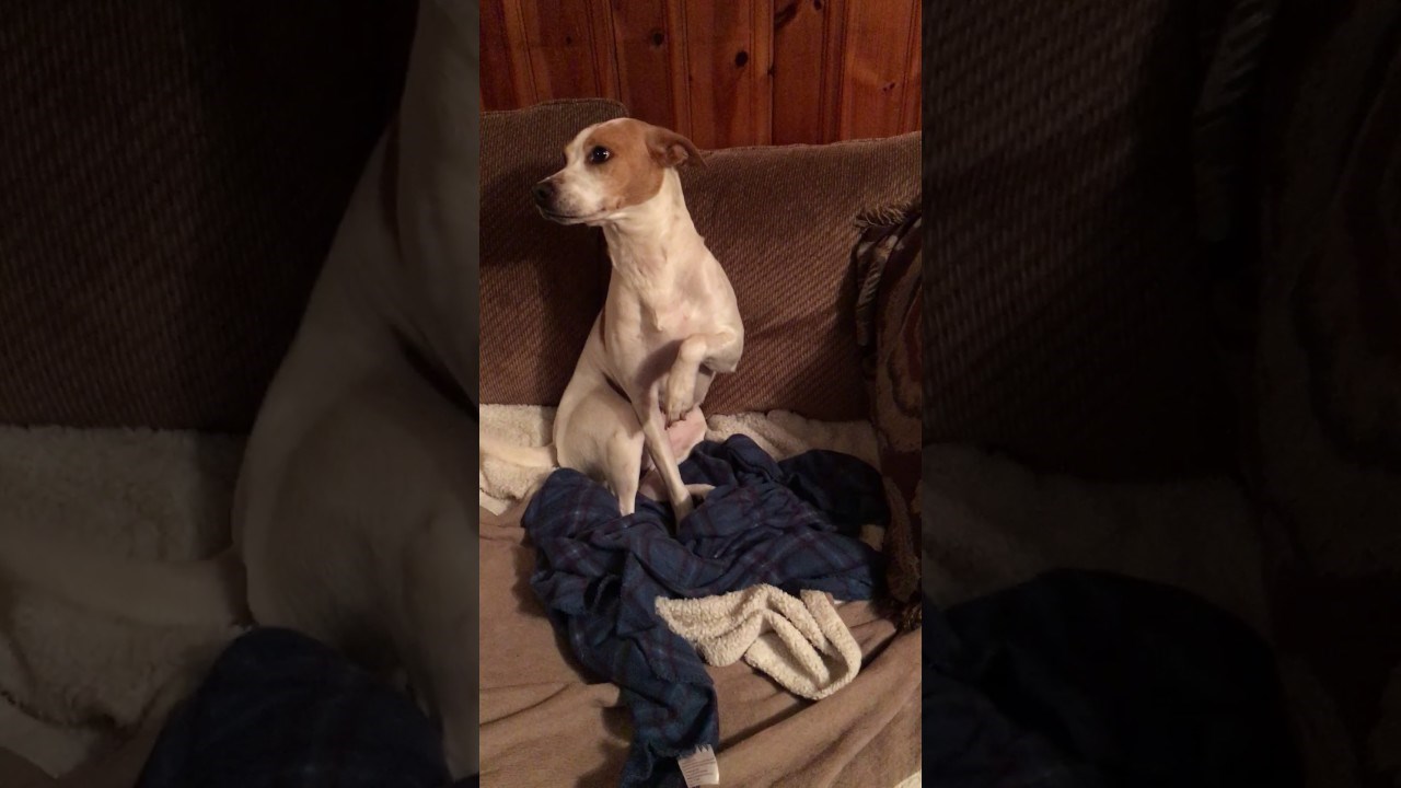 VIDEO Preslatka reakcija kujice koja zna da je kriva nabacit će vam osmijeh na lice