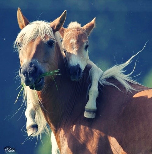 Konjić zagrlio mamu za obiteljsku fotku