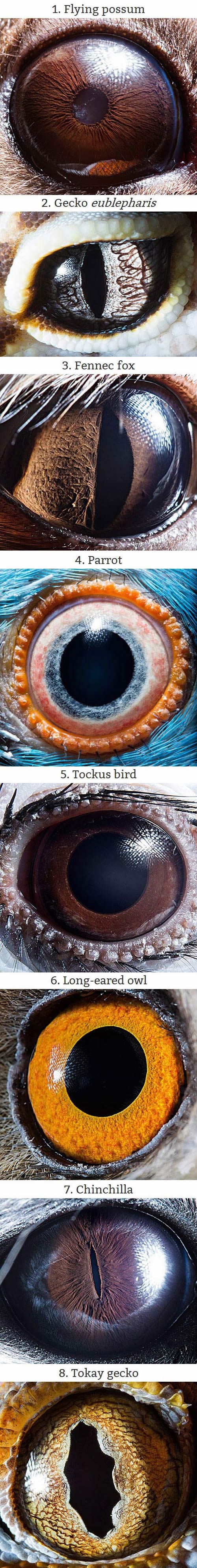 Čudesne oči životinja: Pogledaj u "zle" oči strašne činčile!
