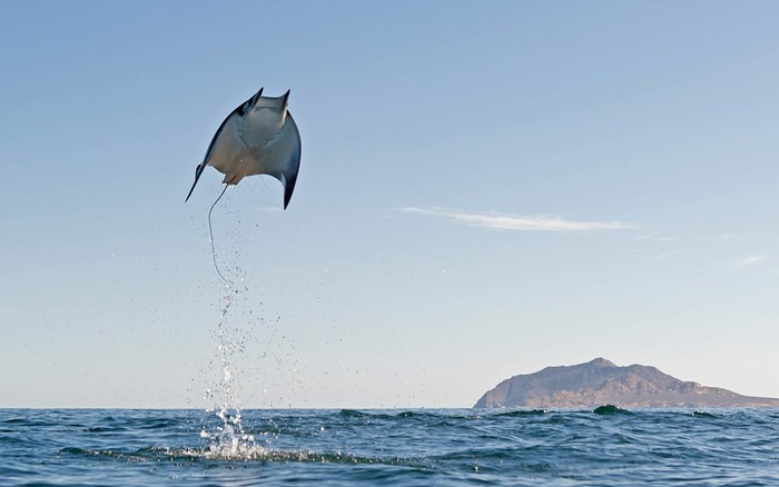 Avion? Batman? Jeste li znali da raže i polete?