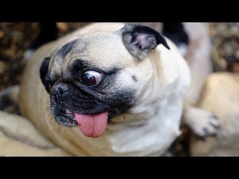 reci tu magičnu riječ..video:))