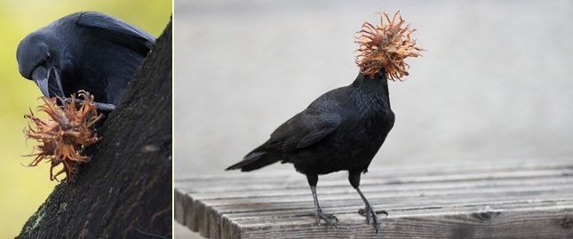 Vrana se kamuflirala - prolazi pod egzotičnu kokoš?