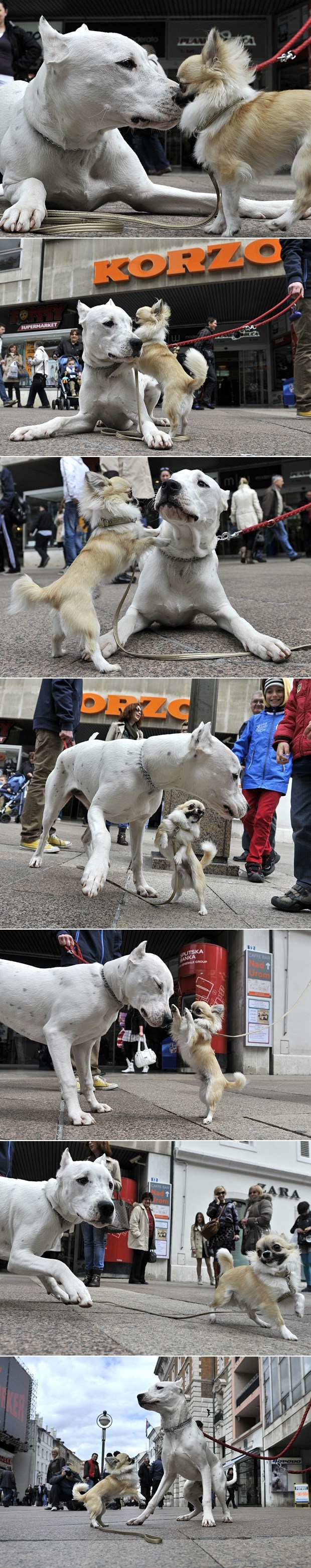 Ken odlučio osvojiti Fridu iako je 10 puta veća od njega
