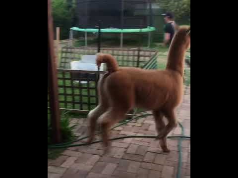 VIDEO Jeste li ikada vidjeli ovakvog kućnog ljubimca?