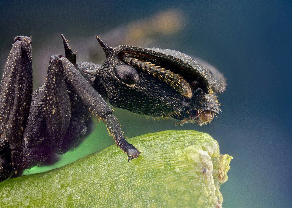 Mrav, kad ga bolje upoznaš