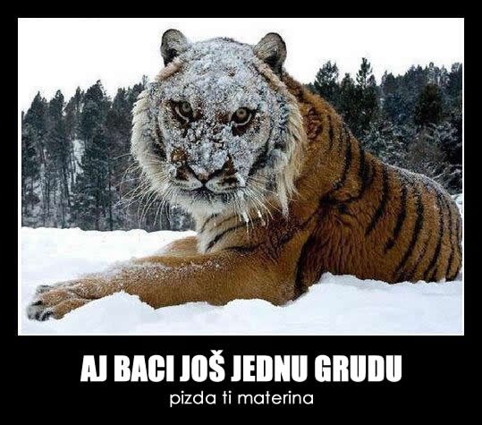 Ne maltretiraj tigra, vidiš da nije sniježni!
