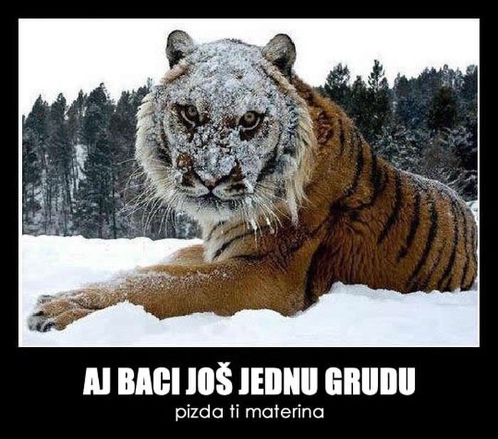 Ne maltretiraj tigra, vidiš da nije sniježni!