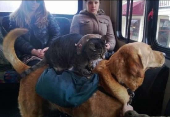 Fotodokaz da je sve moguće