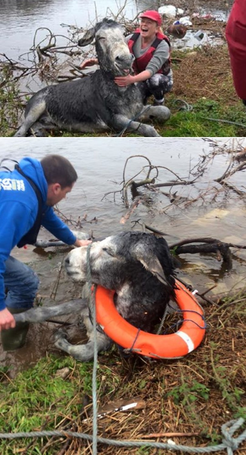 Sretni magarčić spasiteljima koji su ga izvukli od utapanja zahvalio - smiješkom
