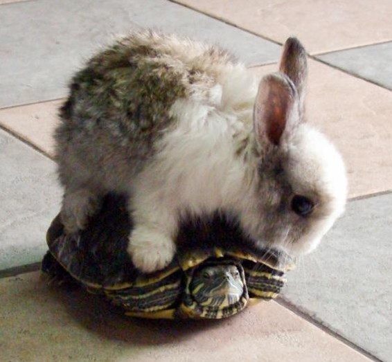 Zeko užicao vožnju na kornjači