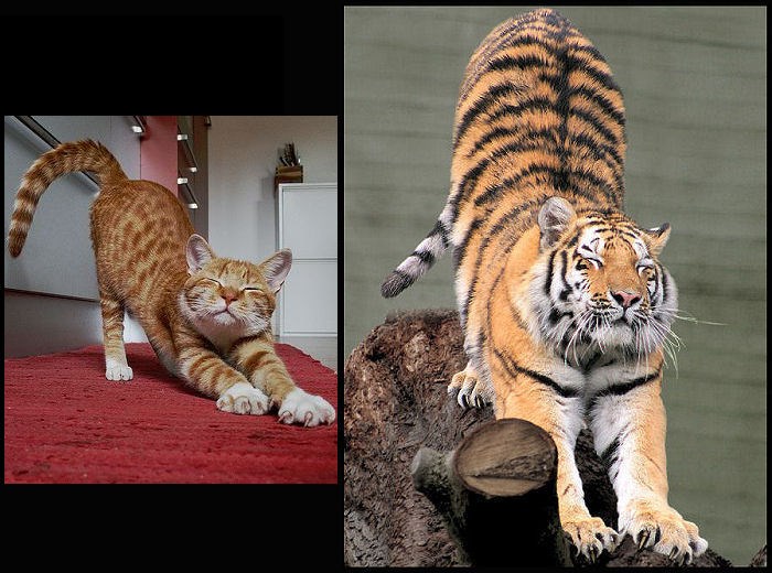 Sve su to samo velike, umiljate mace.. s velikim zubima