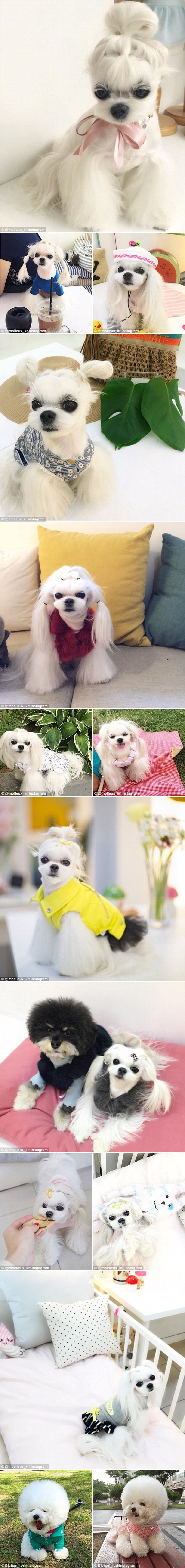 Maleni fensi Miho nosi pundžice bolje od većine žena!