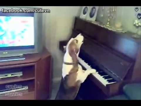 Video: Težak pseći život - sve što imaš je blues