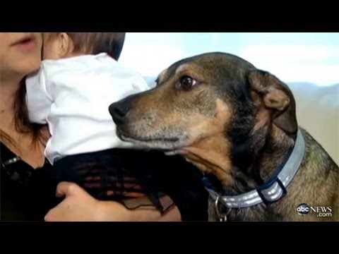 VIDEO Pas počeo divljački skakati po vlasnicima, kad su saznali razlog, ostali su bez teksta!