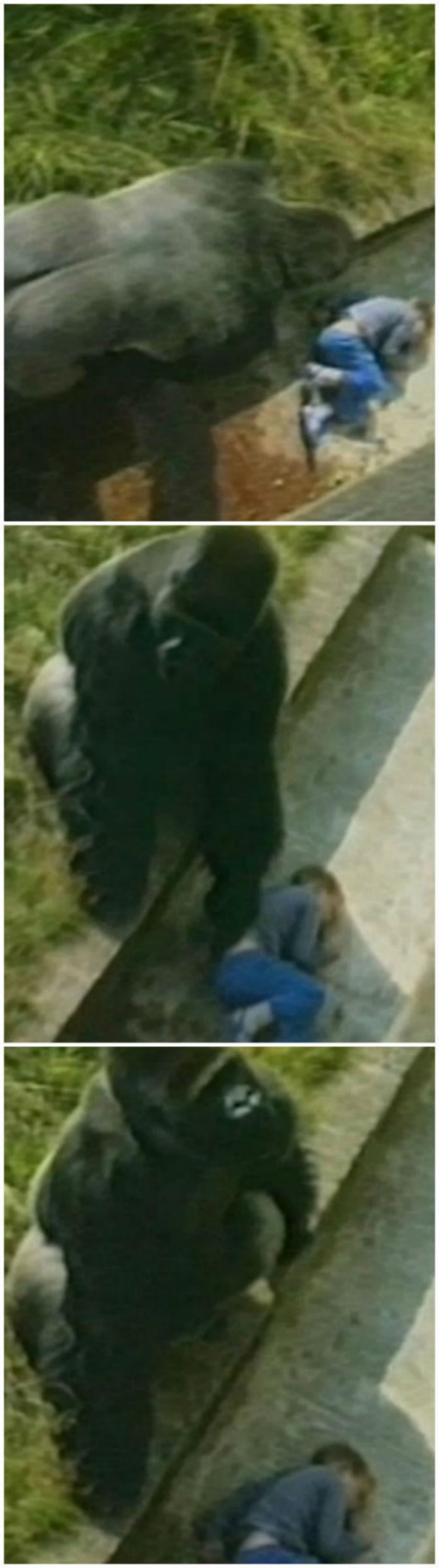 Gorila anđeo čuvar: Spasio dječaku život