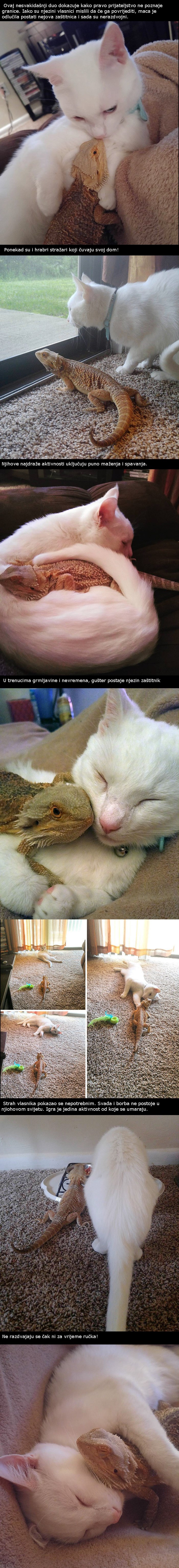 Neobično prijateljstvo guštera i mačke - postali su nerazdvojni