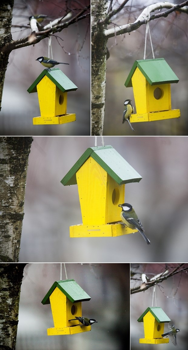 Gladna ptičica svratila po hranu