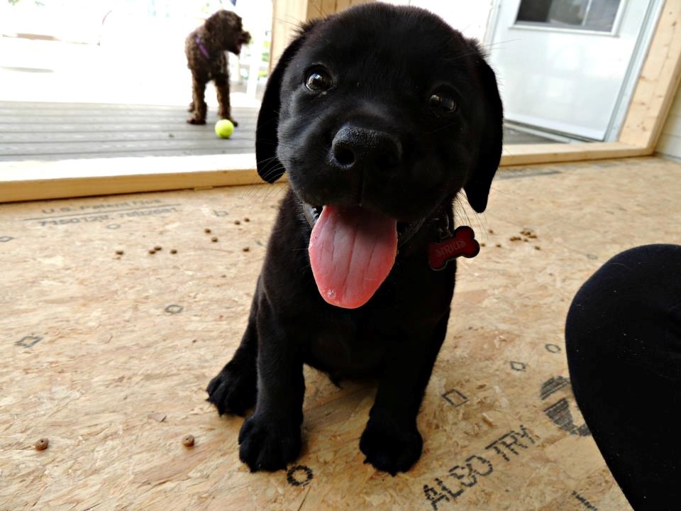 Hoćemo nabacit šetnjicu?