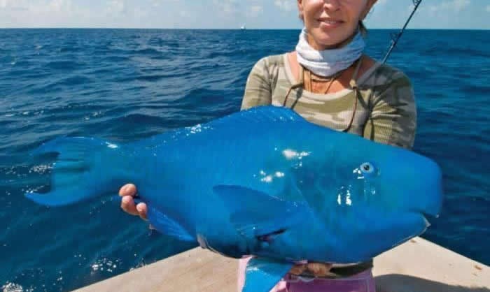 "Plava papagajka": Riba kao iz crtića