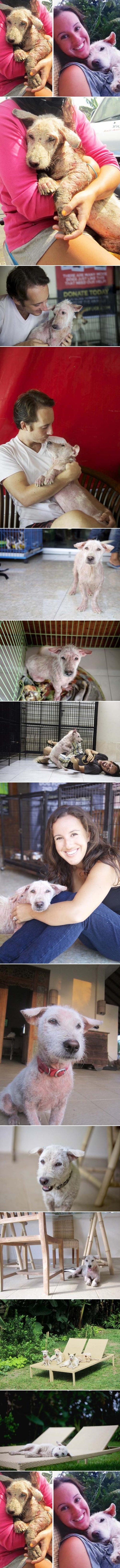 Rubyina "slikovnica": Psić spašen s ruba smrti