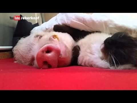 VIDEO: Uspavala ga kao majka