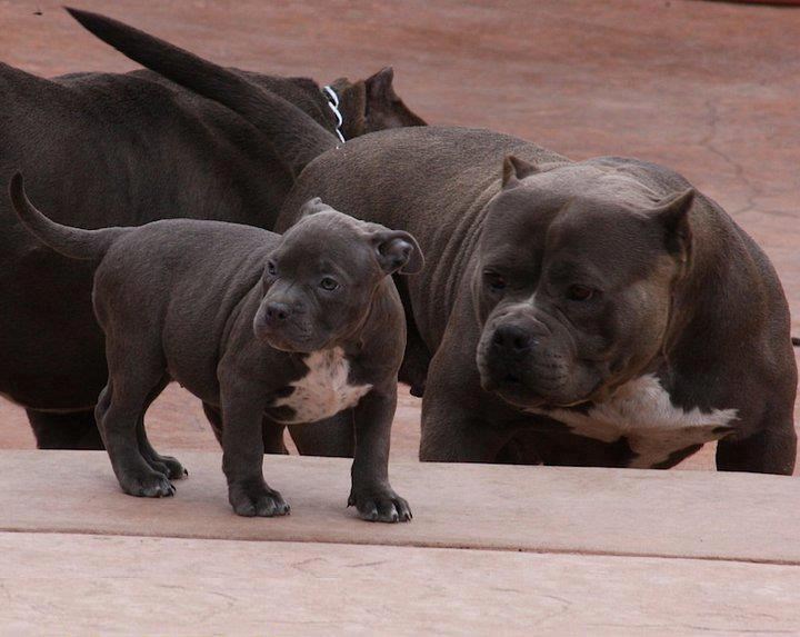 Tata i sin vježbaju opaki stav