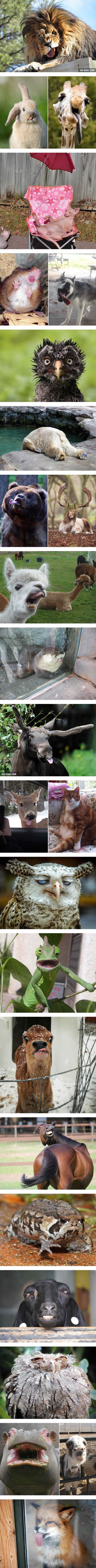 Ako vam je dan koma, bacite oko na najveće životinjske neugodnjake od fotki