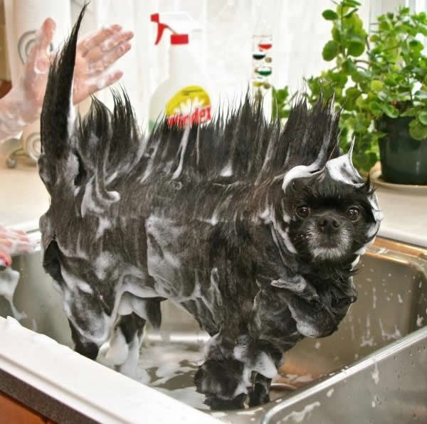 Otkrivena preživjela vrsta dinosaura, voli se maziti i pizzu