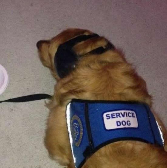 Ovako se brine za psa koji ti pomaže u poslu!