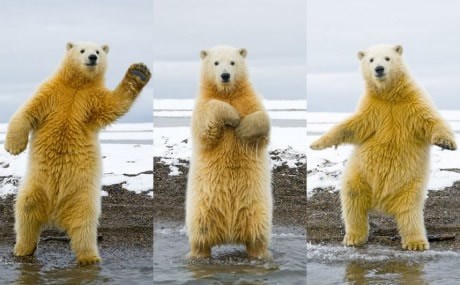 Polarni medo zabrijao da je u disku