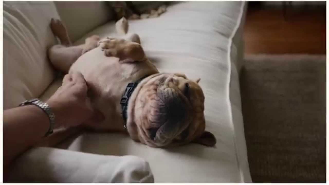 Video: Onaj trenutak kad ti pas skuži da si se vratio!