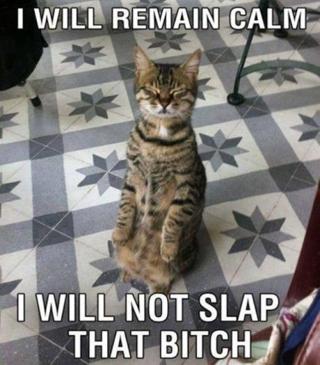 Mačku izbacili iz takta pa meditacijom rješava stres