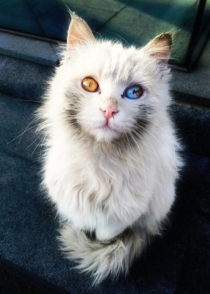 Svemir u macinim očima