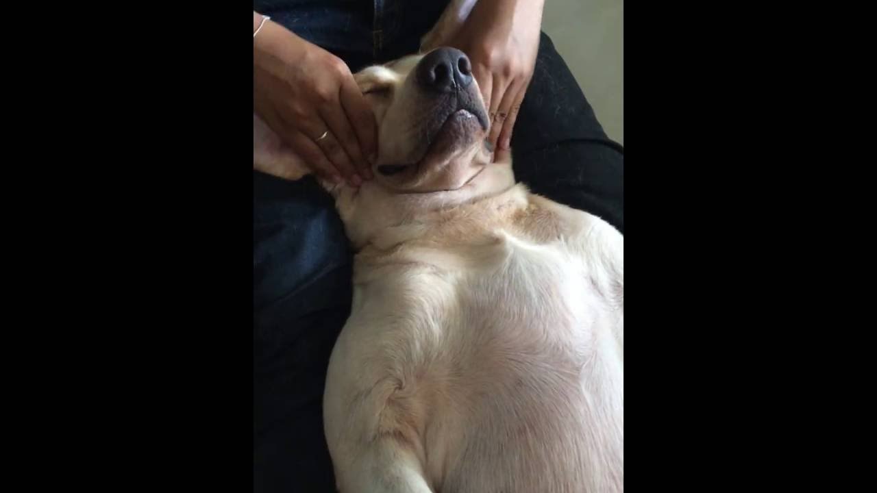 Mrcina uživa u masaži nakon napornog radnog dana