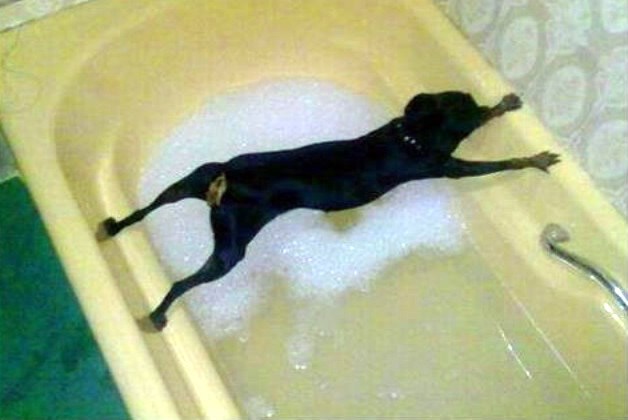 Horor kupanja psa pretvorio u akrobata