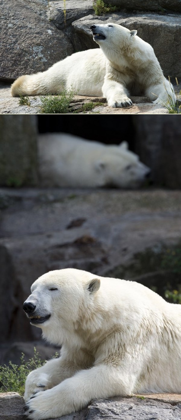 Polarni medvjedi nisu baš oduševljeni vrućinama...