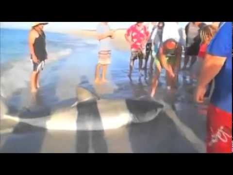 VIDEO: Najljepša spašavanja životinjica diljem svijeta