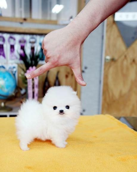 Eto šta smo napravili od vuka - di će nam duša!