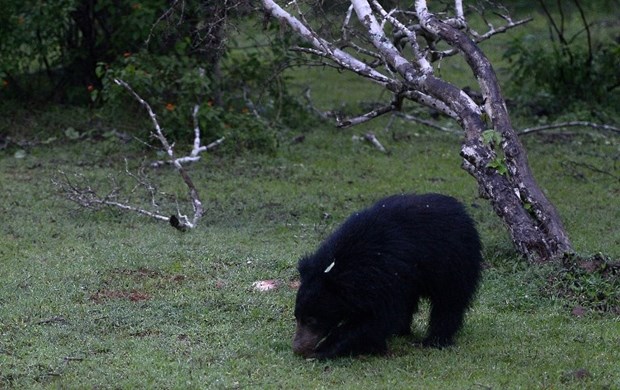 Crni medo u potrazi za hranom