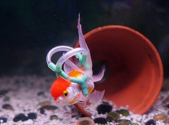 Ribica dobila protezu pa sad opet može plivati