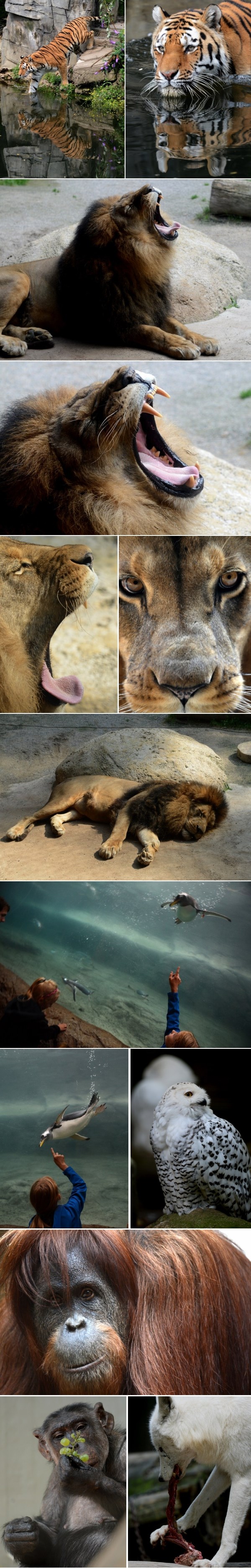 Divlje carstvo: Od "kralja" lava do "stajliš" majmuna