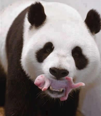 Mama panda nježno nosi tek rođenog medvjedića