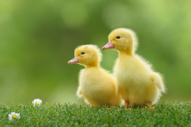Maleni pačići su slatka bića, ali mogu biti i smrtonosni!