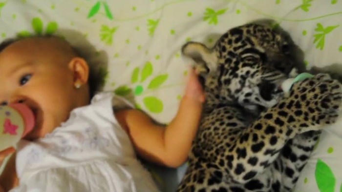VIDEO Tata je pored svoje bebe smjestio bebu jaguara koja izgleda puno slađe od plišanih igračaka