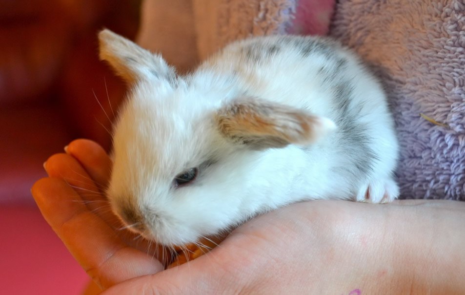 Nadureni pufasti zeko i dalje ne želi razgovarati