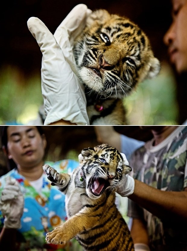Maleni tigrić ne voli veterinare, jao njima kad naraste