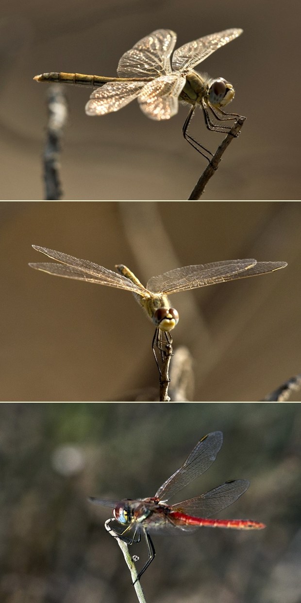 Vilini konjici u krupnom planu