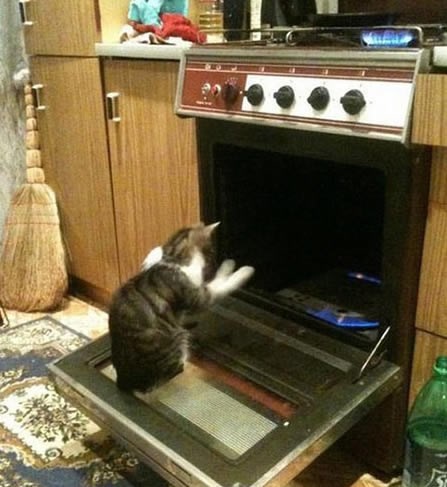 Maci zima, pa grije šapice pred pećnicom