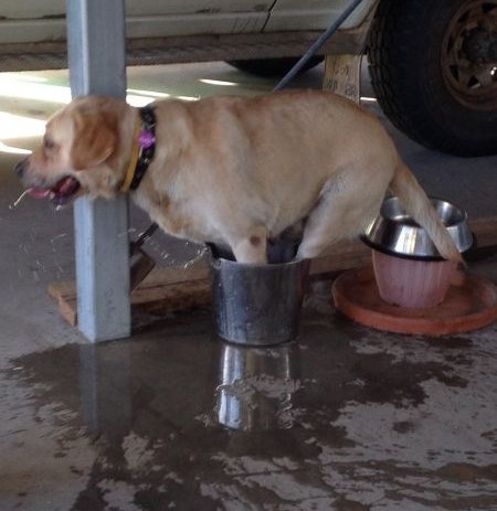 Kad te gazda ne želi odvesti na more