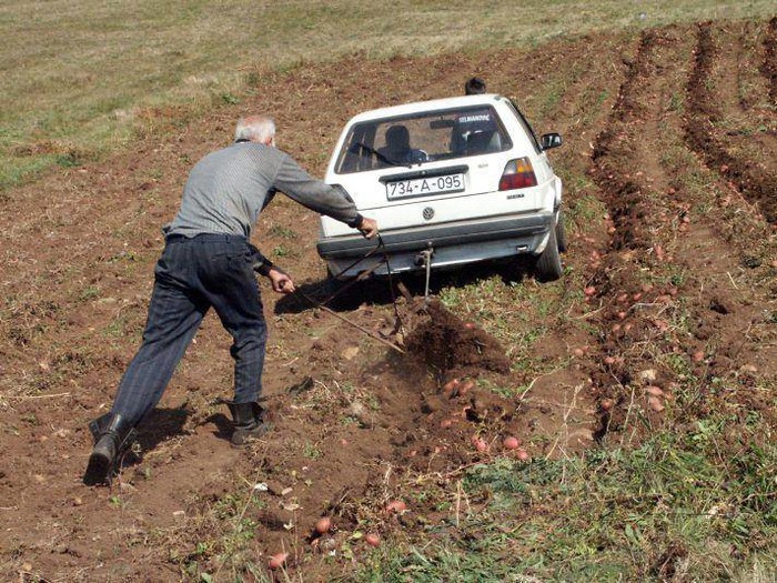 Evolucija volove pretvorila u Golf dvojke?